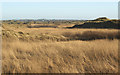 SS7783 : Mass of reeds near the mouth of the Afon Cynffig by eswales