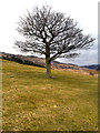 SE0103 : Tree above Dove Stone Reservoir by David Dixon