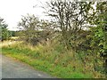 NX6263 : Ruins of Darngarroch Cottage by Ann Cook