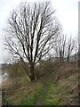 ST6172 : Public footpath on the banks of the New Cut by Christine Johnstone