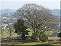 SU1332 : Salisbury: large tree at Old Sarum by Chris Downer