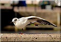 J3474 : Black-headed gulls, Belfast (2013-4) by Albert Bridge