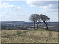 NZ3549 : Seven Sisters, Copt Hill near Houghton-le-Spring by Malc McDonald