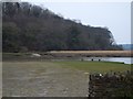 SX4268 : Slipway on River Tamar opposite Cotehele Quay by David Smith