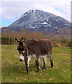 B9019 : Donkey, Dunlewey by Rossographer