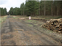  : Forestry operations on Park Heath by Hugh Venables