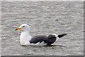 J4774 : Lesser black-backed gull, Kiltonga, Newtownards by Albert Bridge