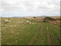 NT9935 : Ewes and Lambs grazing near Doddington North Moor by Graham Robson