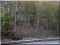 SO6928 : Wild daffodils on the side of the M50 by David Smith