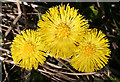 NT3471 : Coltsfoot (Tussilago farfara) by Anne Burgess