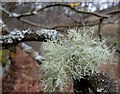 SK1790 : Lichen on a tree by Andrew Hill