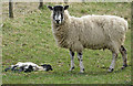 SE6796 : Sheep with dead lamb by Pauline E