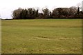 ST9899 : Tree line above the Thames water meadow by Steve Daniels