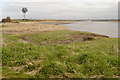 SJ5385 : Salt Marsh at Widnes Waterfront by David Dixon