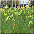 TL8425 : Cowslips in the grass, Marks Hall Estate by Roger Jones