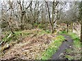 SJ8148 : Path on the edge of Watermills Wood by Christine Johnstone