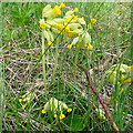 SU7088 : Cowslips on Great Cookley Hill by Graham Horn