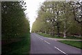 SK6173 : Lime Tree Avenue by Graham Hogg