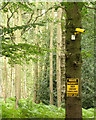 SP0968 : Surveillance, maybe, in Grove Wood, Gorcott Hill by Robin Stott