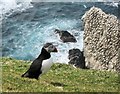 HP6016 : Puffin watching the gannets, Hermaness by Bob Jones