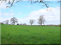 ST7713 : Pasture Field at Sturminster by Nigel Mykura