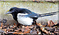 J2764 : Magpie, Lisburn by Albert Bridge