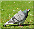 J5081 : Feral pigeons, Bangor (1) by Albert Bridge