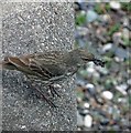 NM8530 : Rock Pipit on the Corran Esplanade, Oban by Steve  Fareham