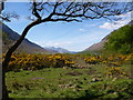 NN1145 : Gorse at the head of Loch Etive by Alan O'Dowd