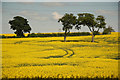 SK9974 : The Meadows (set of 3 images) by Richard Croft