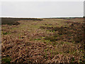 NU0927 : Young bracken plants on Sandyford Moor by Graham Robson