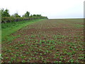 SP4845 : Bean Field near Williamscot by Nigel Mykura