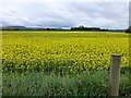 C6627 : Rapeseed field, Ballyhenry West by Kenneth  Allen