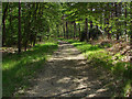 SU8864 : Track, Swinley Forest by Alan Hunt