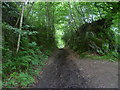 TQ4944 : Sunken lane on the Eden Valley Walk by Marathon