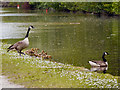 SJ9398 : Canada Geese, Peak Forest Canal by David Dixon