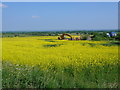 ST5226 : Rapeseed Field at Sunnyside Farm by Nigel Mykura