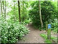 SK5952 : Wheelchair accessible route, Blidworth Woods by Christine Johnstone