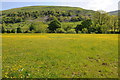 SD9377 : Field of buttercups by Philip Halling