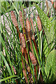 NT1570 : Horsetail (Equisetum sp) by Anne Burgess