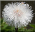 NT1571 : Coltsfoot (Tussilago farfara) by Anne Burgess