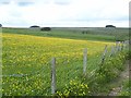 NY7760 : Field of buttercups near Huntershield Farm by Oliver Dixon