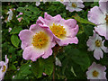 TQ2897 : Wild Roses, Trent Park, Cockfosters, Hertfordshire by Christine Matthews