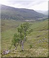 NH1216 : Trees on the slopes of Sàil Chaorain by Craig Wallace