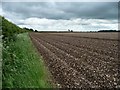 SE8256 : Northern boundary of large chalky field by Christine Johnstone