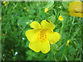 SD5770 : Monkeyflower in woodland by the Lune by Karl and Ali