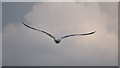 J4993 : Lesser black-backed gull near Blackhead by Rossographer