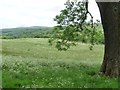 SD9766 : Wharfedale wildflower meadow by Christine Johnstone