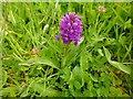 NS3978 : Northern Marsh-orchid (Dactylorhiza purpurella) by Lairich Rig