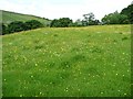 SD8979 : Buttercup field, east of Deepdale by Christine Johnstone